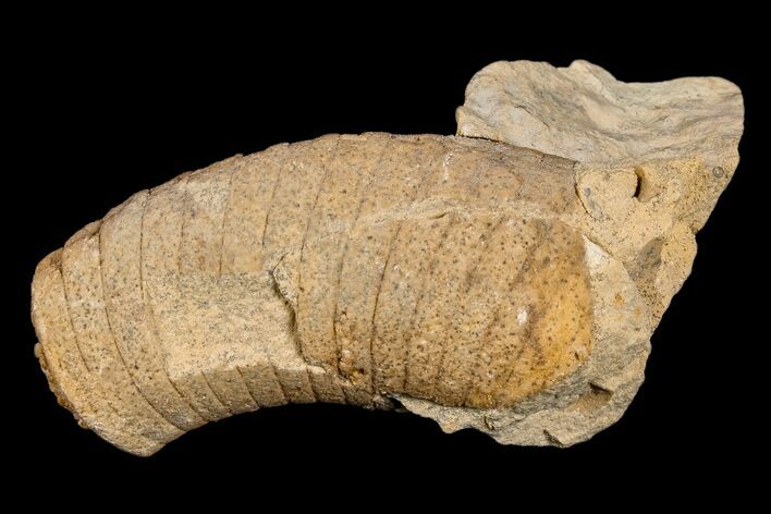 Ordovician, Oncoceratid (Richardsonoceras) Fossil - Wisconsin #173924